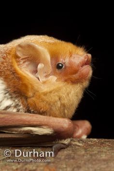 a small animal sitting on top of a piece of wood next to a wooden stick