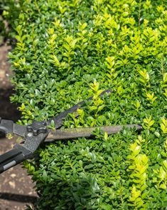 a pair of scissors cutting through the top of a bush with green foliage in the background