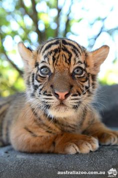 a small tiger cub laying on top of a cement floor next to a tree with its eyes wide open