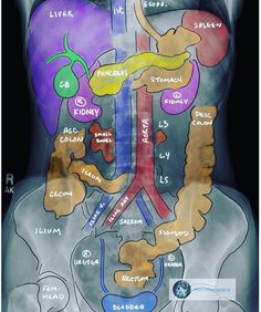 an x - ray shows the location of the stomach and its major organs, including the abdomen