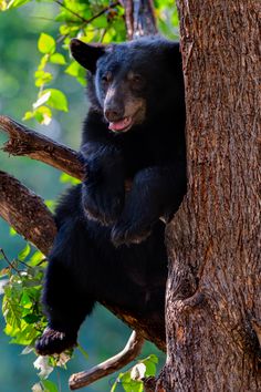 a black bear sitting in a tree with its mouth open and tongue out, looking at the camera