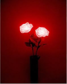 two white roses in a black vase on a red background with the light turned on