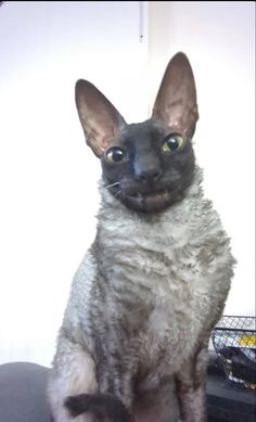 a cat sitting on top of a black chair