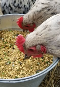 two chickens are eating out of a bucket full of feed from another chicken in the background