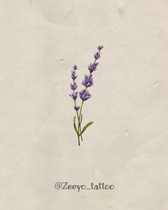 a drawing of some purple flowers on a piece of paper with the words zestyo tattoo written below it