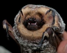 a close up of a bat with its mouth open