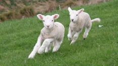 two lambs are running in the grass together