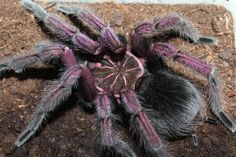 a purple spider sitting on top of dirt