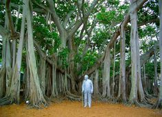 a man standing in front of a large tree