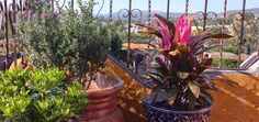 some potted plants are sitting on a balcony