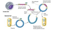 an image of the cell membrane and its functions in cellular life, including human cells