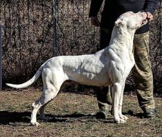 a large white dog standing next to a person