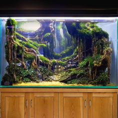 an aquarium with trees and rocks in the water, surrounded by wooden cabinetd cupboards