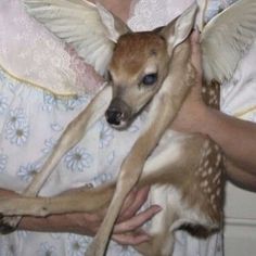 a woman holding a baby deer with wings on it's back while wearing a white dress