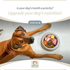 a brown dog laying on top of a table next to a bowl filled with food