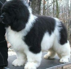 a black and white dog standing on top of a table