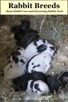 four baby black and white rabbits laying in hay with text overlay reading rabbit breeds basic rabbit care and interesting rabbit fact