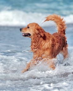 a brown dog running through the ocean water with his head in the air and it's mouth open