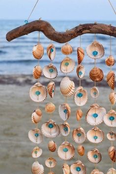 shells hanging from a tree branch on the beach