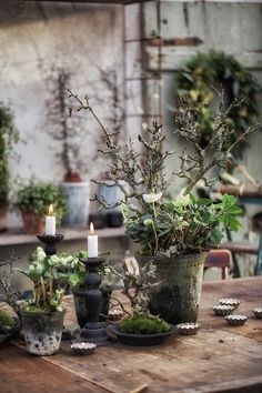 the table is covered with potted plants and candles