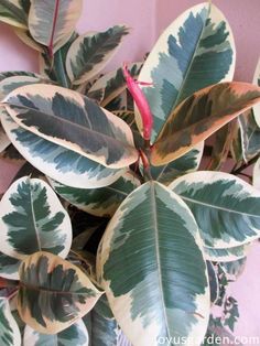 a plant with green and white leaves in front of a pink wall