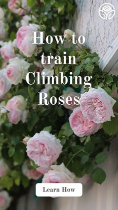 Youtube Tutorial, Climbing Roses, Train roses, How-to, gardening Train Climbing Roses, Purple Climbing Roses, Climbing Rose, Cut Flower Garden, Planting Roses