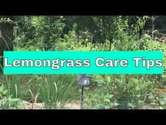 there is a sign that says lemongrass care tips in front of some plants and trees