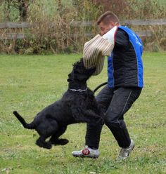 a man playing frisbee with his black dog