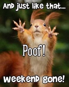 a squirrel with its hands up and the words, and just like that poof weekend gone