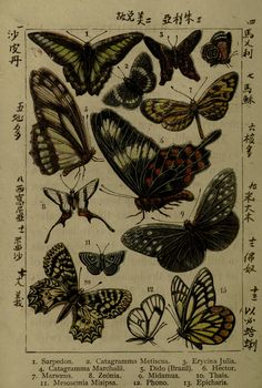 an old book with many different butterflies on it