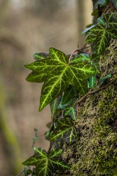 ivy growing on the side of a tree trunk