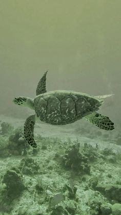 a green sea turtle swimming in the ocean