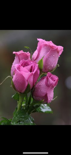 pink roses with water droplets on them in a vase, and the caption is above it