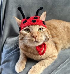 a cat wearing a lady bug hat and scarf