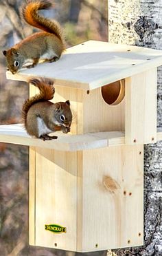 two squirrels are sitting on top of a bird house that is attached to a tree