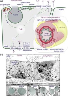 Mucus Secretion - an overview | ScienceDirect Topics Suction Machine, Salivary Gland, Nerve Fiber, Asthma Symptoms, Gi Tract, Science Articles, Muscle Contraction, Pediatrics, Health