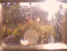 the sun shines brightly through some bushes and flowers