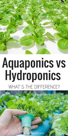 aquaponics vs hydroponics what's the difference?