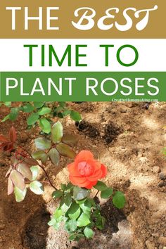 the 8 best time to plant roses is in this postcard with text overlay