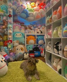 a dog is sitting on the floor in front of many stuffed animals and plush toys