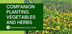 a field full of yellow and orange flowers with the words companion planting vegetables and herbs