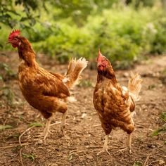 two chickens are standing in the dirt near some bushes and trees, one is brown with red combs