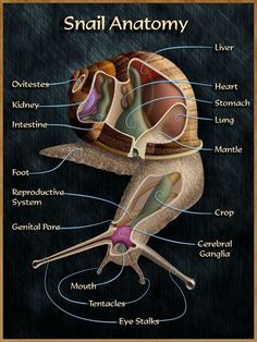 the anatomy of a snail on a chalkboard