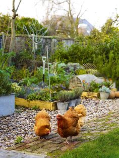 two chickens are walking around in the garden