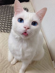 a white cat with blue eyes sitting on top of a bed looking at the camera