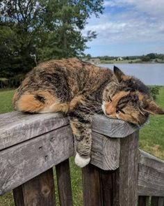 a calico cat sleeping on top of a wooden fence next to a body of water