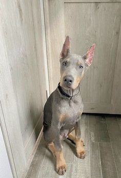 a dog is sitting on the floor in front of a door and looking at the camera