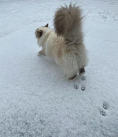 a small white dog standing in the snow with its paw on it's back