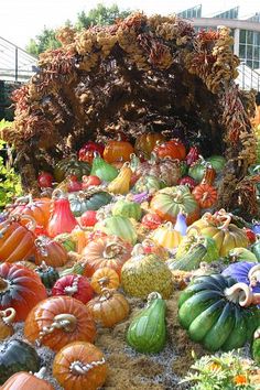 many pumpkins and gourds are arranged on the ground