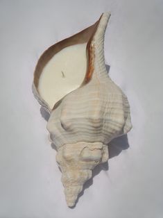 a sea shell with a candle in it